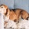 a couple of dogs lying on a couch